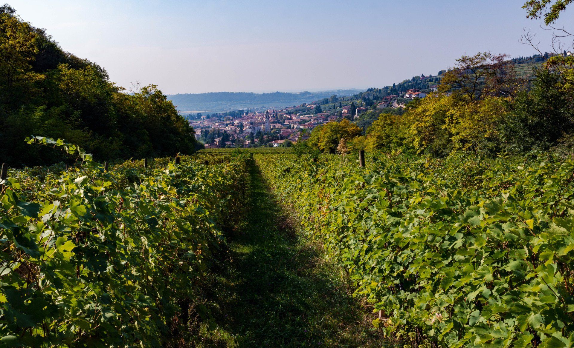 Azienda Agricola Meroni